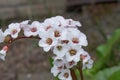 Heart-leaf Bergenia cordifolia Alba, white inflorescence in close-up